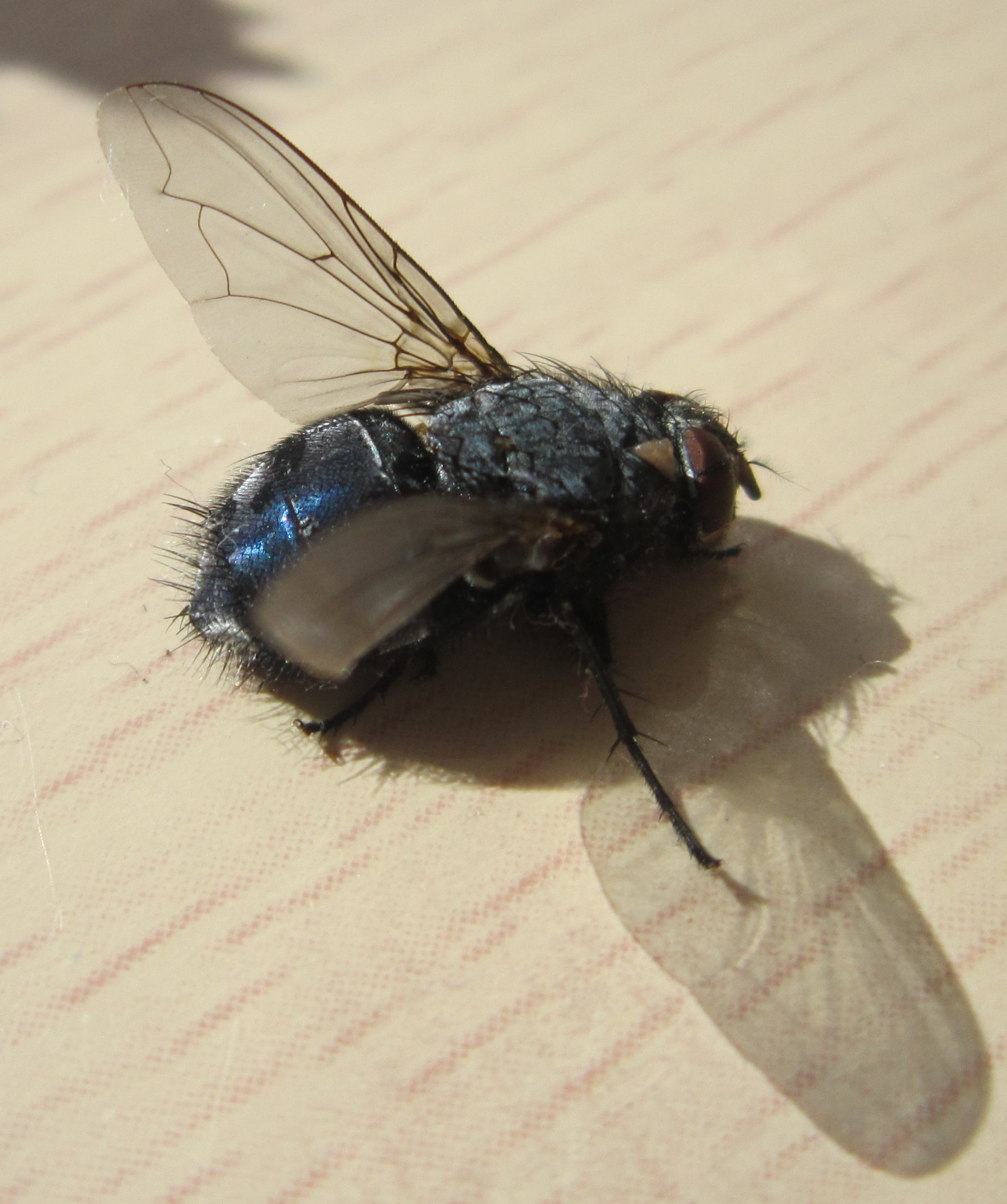 Wat voor vlieg is dit?